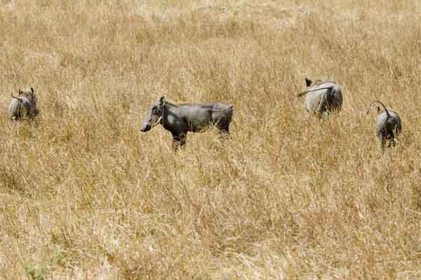 Jabalí - reserva nacional de Masai Mara - Kenia 1.jpg